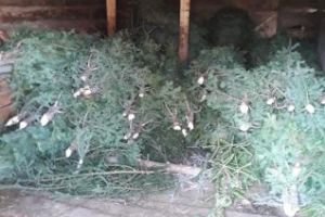 Hoţii de brazi deja au început să apară la Cluj. Poliţiştii au confiscat aproape 250 de pomi de Crăciun abandonaţi FOTO