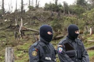 JAFUL incredibil din PĂDURILE seculare ale ROMÂNIEI - 1,2 milioane metri cubi