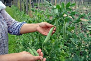 AJOFM Ialomiţa: Locuri de muncă în Danemarca şi Portugalia