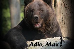 Cel mai iubit urs din Sanctuar a devenit o stea!