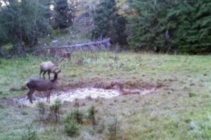 VIDEO: Imagini incredibile cu o familie fericită de căprioare surprinsă de camerele de supraveghere într-o poiană din Parcul Natural Apuseni