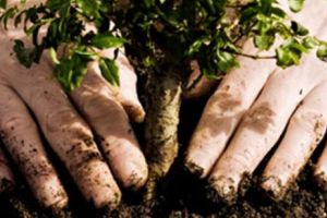 100 de puieţi de salcâmi, plantaţi pe Transalpina