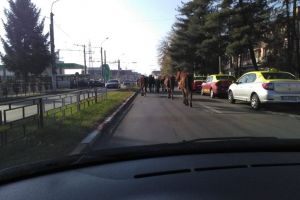 Nicio amendă pentru proprietarii cabalinelor care s-au plimbat libere pe străzile din Debarcader! Urmele de balegă au dus nicăieri…