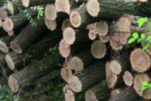 Peste un milion de metri cubi de lemn au dispărut din pădurile seculare ale României