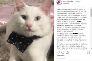 OANA ZĂVORANU, ÎN LACRIMI! ”MUFFIN, SUFLETUL NOSTRU, A LUPTAT PÂNĂ ÎN ULTIMUL MOMENT…”