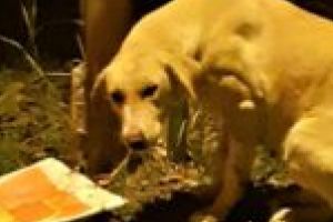 EMOȚIONANT. S-a prăbuşit şi a murit în faţa blocului! Câinele femeii nu pleacă de la locul tragediei şi nu lasă pe nimeni să-i ridice lucrurile!