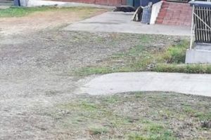 Urs găsit mort pe marginea şoselei, la Măieruş