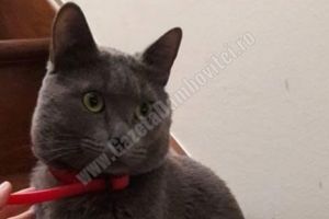 S-a pierdut! Proprietarii oferă recompensă