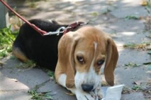 Stăpânii câinilor vor putea solicita vaccin antirabic gratuit. Anunţul Primăriei