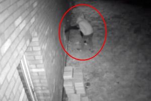 Casă prădată de hoţi la Sibiu – Proprietarii nu mai ştiu ce să facă