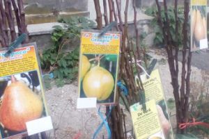 15 lei puietul de păr, în Ceair