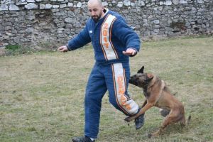 Toamna Cetăţii Orădene: Demonstraţii de dresaj canin, la cel mai mare concurs de mondioring din România
