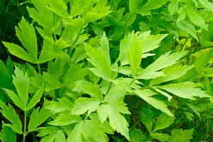 Medicina populară are dreptate: Leuşteanul, o minune a naturii, sursă de sănătate