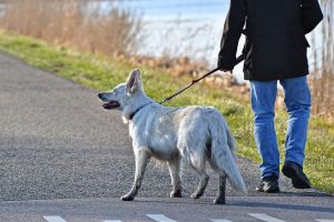 Dezbatere FURTUNOASĂ pe tema ANIMALELOR DE COMPANIE, la Primărie