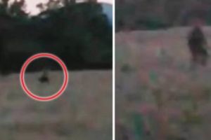  Există YETI? Un gup de tineri au FILMAT un ANIMAL uriaş mergând pe câmp în două picioare. Video în articol