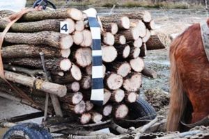 Căruţaş din Gheorgheni, amendat şi cu marfa confiscată