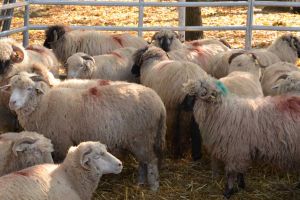 Măsuri de prevenire a pestei la rumegătoarele mici, în judeţul Harghita