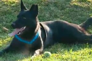 Căţeluşă dresată la Sibiu, sperietoare pentru infractori în Maramureş