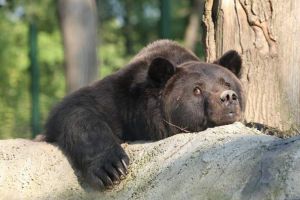 A murit ursuleţul chinuit la Peleş – Max şi-a dat duhul