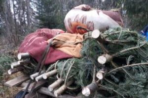 Hoţi de brazi, prinşi în flagrant de jandarmii clujeni. Tăiaseră pomi de Crăciun în valoare de peste 27.000 de lei FOTO