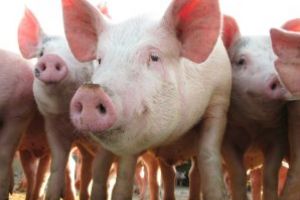 Romania inregistreaza 1.092 de focare de pesta porcina africana; 360.800 porci au fost eliminati