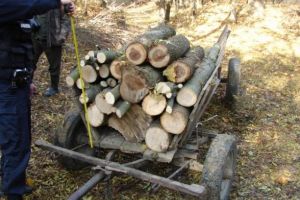 Prins în timp ce transporta cu căruţa lemne furate