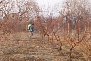 Lucrări agricole în repausul vegetativ