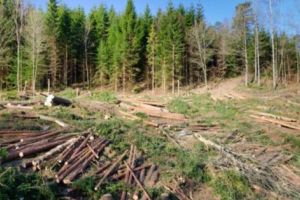 Primarul şi cetăţenii din Boţeşti, exasperaţi de afacerile cu lemne