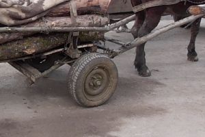 Jandarmii au dat amenzi de 10.000 de lei pe raza Ocolului Silvic Josenii Bârgăului