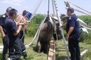 Intervenţie a pompierilor din Sebeş pentru extragerea unui cal căzut într-o fosă septică în localitatea Răchita