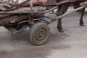 Amendă usturătoare pentru doi bârgăuani care au furat lemne din pădure