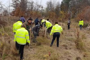 O sută de puieţi de paltin de munte plantaţi pentru aniversarea Centenarului Marii Uniri