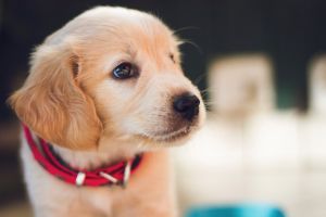 USR doreşte liber pentru animalele de companie! „Obligaţia administraţiei locale este să creeze condiţii, nu să interzică!”