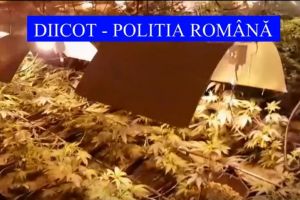 Perchezitii ale procurorilor DIICOT la suspecti de trafic de droguri de risc. Trei persoane au fost retinute