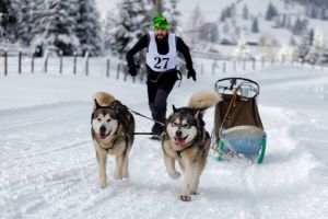 FOTO, VIDEO. Un tânăr din Zlatna, la Campionatul Mondial de Atelaje Trase de Câini/ Unul dintre animalele sale de companie a apărut alături de Jean-Claude Van Damme într-un spot publicitar