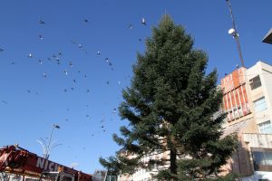 FOTO – Bradul de Crăciun din Râmnicu Vâlcea a fost montat în Scuarul Mircea cel Bătrân