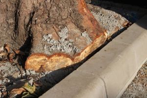 Asociatia Verde Urban“ a reclamat la Garda Nationala de Mediu probleme importante sesizate de-a lungul timpului in Constanta. Halucinantul raspuns primit! (galerie foto + document)