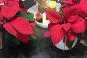 Cum îngrijim Steaua Crăciunului sau Crăciuniţa