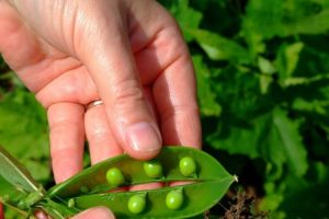 AJOFM Gorj recrutează 200 de muncitori pentru Danemarca şi Portugalia