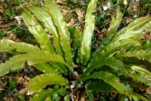Limba Cerbului (Phyllitis scolopendrium) – beneficii şi proprietăţi
