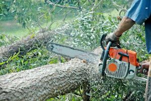 Cercetat de poliţişti, după ce a tăiat trei salcâmi