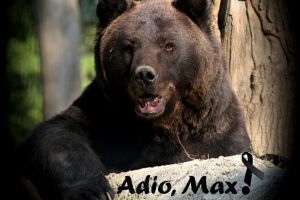 Max, cel mai iubit urs din rezervaţia Zărneşti, l-a îmbogăţit pe stăpânul care l-a mutilat