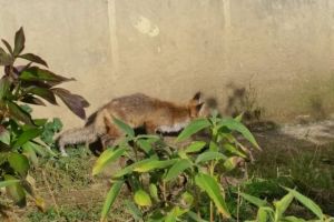 Vulpea şi-a făcut din nou apariţia, printre blocuri, la Făgăraş (Video)