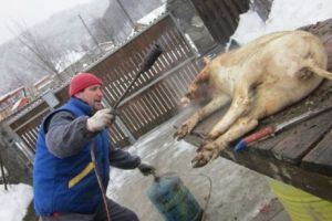 Ignat în avans! Vezi de ce şi-au sacrificat toţi porcii într-o noapte locuitorii unui sat din Galaţi!