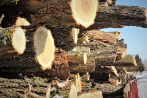 Romsilva vinde populaţiei 1,7 milioane de metri cubi lemn pentru foc