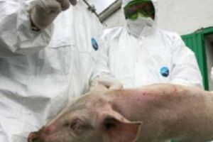 Pestă porcină sau PROSTIE? Ce au făcut LOCALNICII unui sat din Galaţi. Primarul a rămas MASCĂ