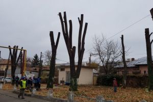 Angajatii SGU au inceput toaletarea copacilor. Vezi aici zonele in care s-au efectuat lucrari pe domeniul public