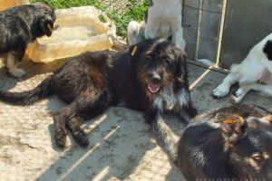 Arc peste timp: La câţiva ani după ce primarul Oradiei a rezolvat problema, USR îi recomandă celui din Aleşd, tot liberal, cum să rezolve problema maidanezilor