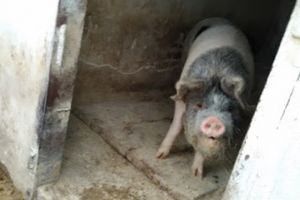 Localnicii dintr-un sat au sacrificat toti porcii intr-o noapte, din cauza unui zvon