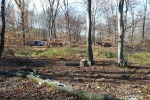 De ce se taie copacii din pădurea Hoia - FOTO